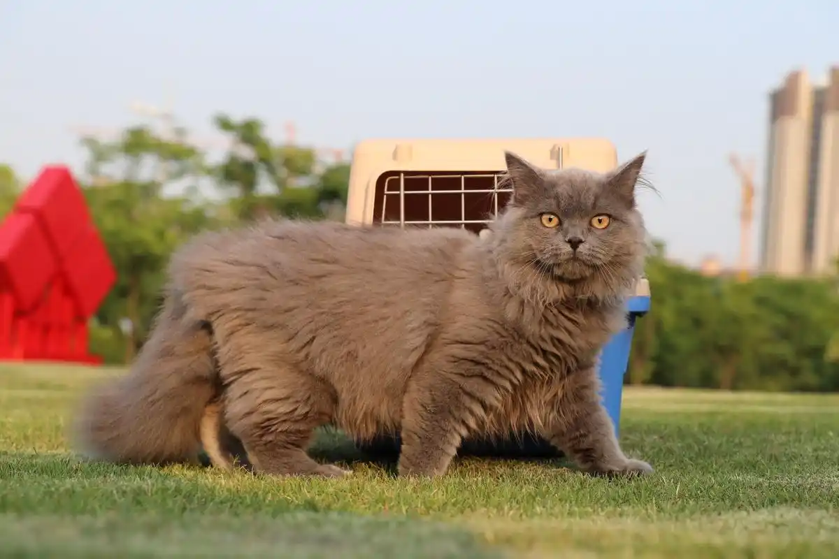 沐米宠物 英短蓝猫 蓝猫 高地长毛猫