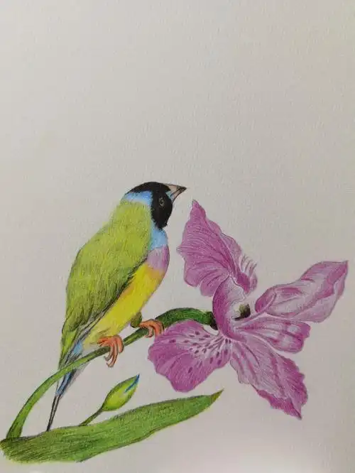 彩铅花鸟之七彩文鸟与鸢尾花