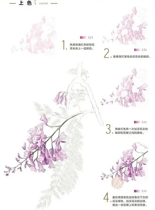 蓝花楹植物彩铅素描绘画图文教程-4