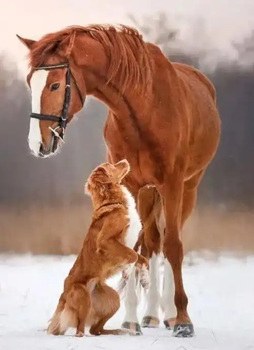 具有相似毛发的狗和马看起来像是一家子