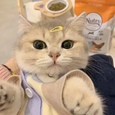 可爱猫咪头像
