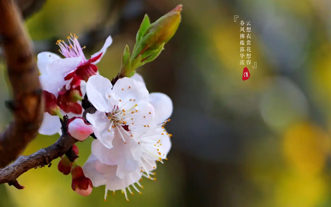 春日唯美杏花摄影高清桌面壁纸