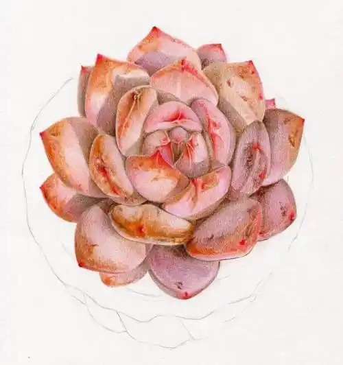 彩铅多肉植物手绘步骤彩铅画多肉植物入门教程