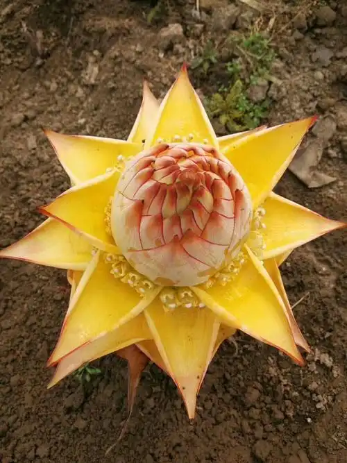 佛之圣花——寓意富贵吉祥花,有平安之意