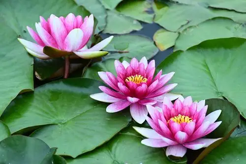 睡莲图片睡莲是圣洁美丽的化身