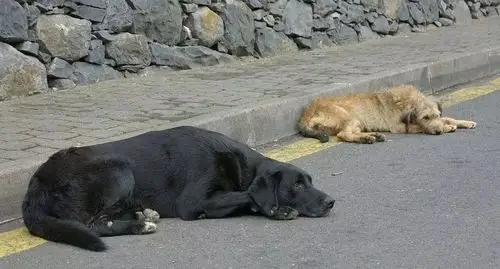 "都不容易,你先走吧."——车主给流浪狗让道,网友大呼暖心