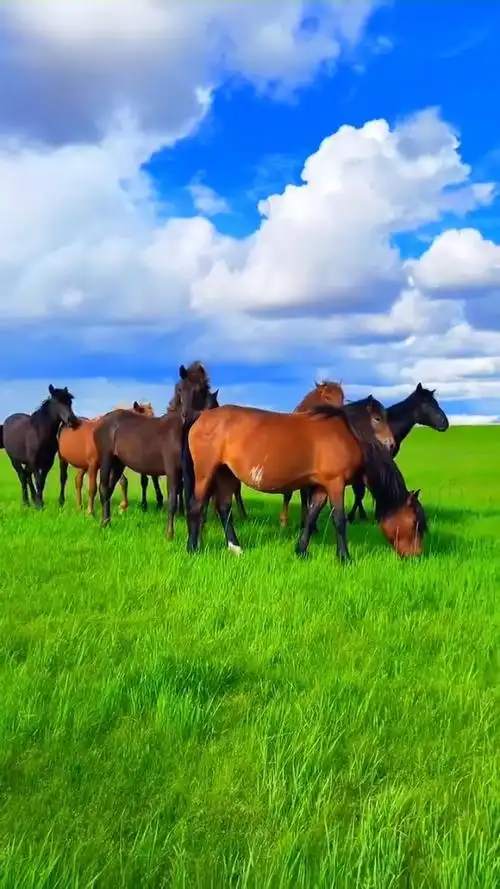 78 愿这清风吹你心里,骏马踏风来; 愿这草原入你梦里,梦里花盛开