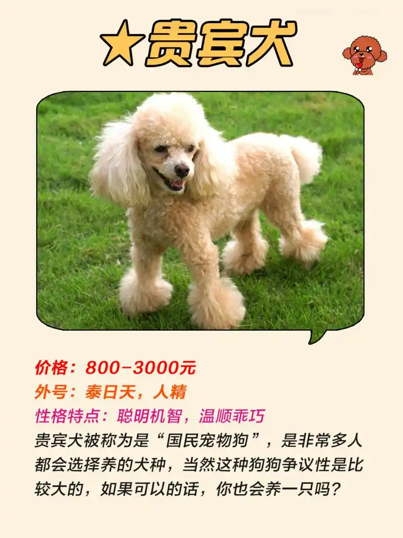 98最新狗狗价格表,你买贵了吗90 95贵宾犬 9