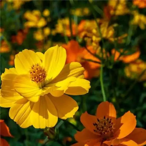 唯美格桑花头像图片 幸福生活和好运的美好愿望和感情