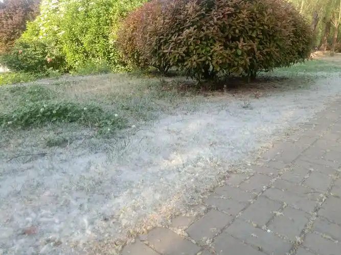 春天柳絮纷飞注意防火安全