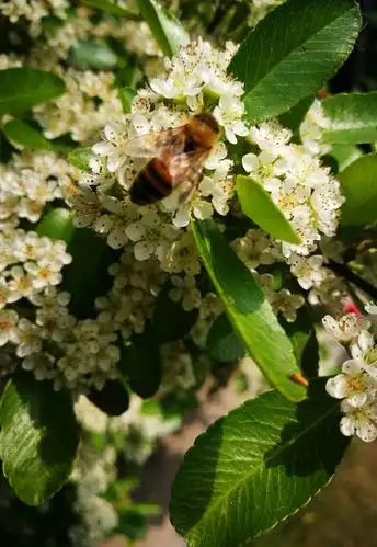 我拍花开之火棘花篇～_【手机随拍】