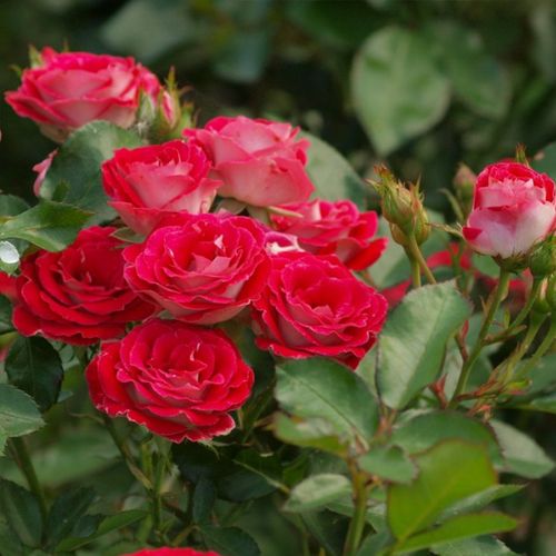 灌木丰花月季 红宝石冰 天然阳台庭院植物四季多花玫瑰盆栽