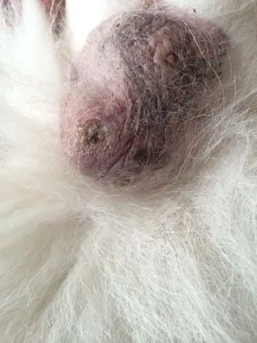 萨摩狗狗睾丸发炎结痂化脓 这是怎么回事 急!