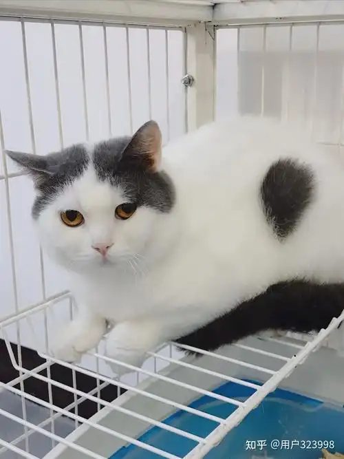 英短总共有多少个品种?你家养的是什么颜色的呢? - 知乎