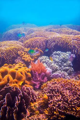 美丽的珊瑚海底景色高清图片