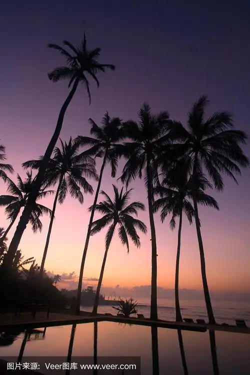 日出时分的椰子树