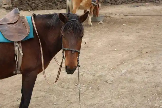 师傅的马,好长的脸