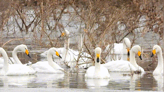 朔州:首批39只北迁大天鹅飞抵桑干河_网易订阅