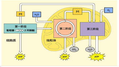 图为植物的有氧呼吸全过程