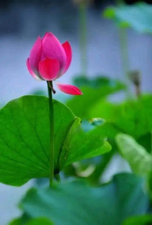 安静淡然的意境图片  唯美背景图,安静淡然的意境图片 简约(散文:七月