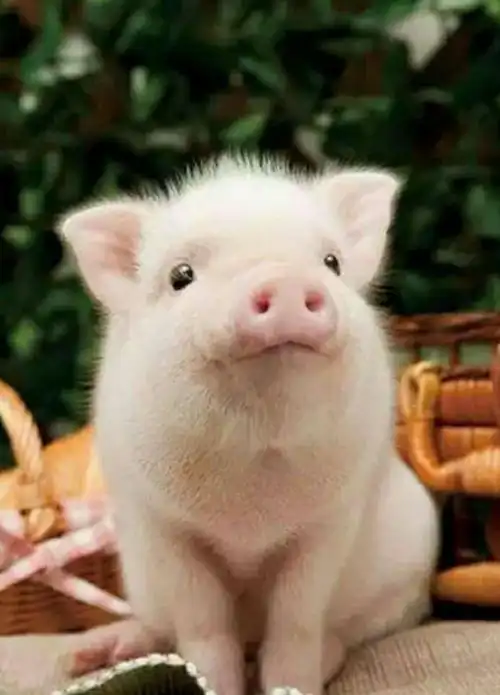 可爱的猪们🐷 - 美篇