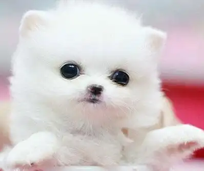 两个方向,一个是选择大型的犬只,比如说金毛狗,一个是选择小型的犬只