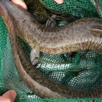活鳗鱼花鳗花鳝鱼花锦鳝鳗淡水河鳗观赏食用白鳝海鲜