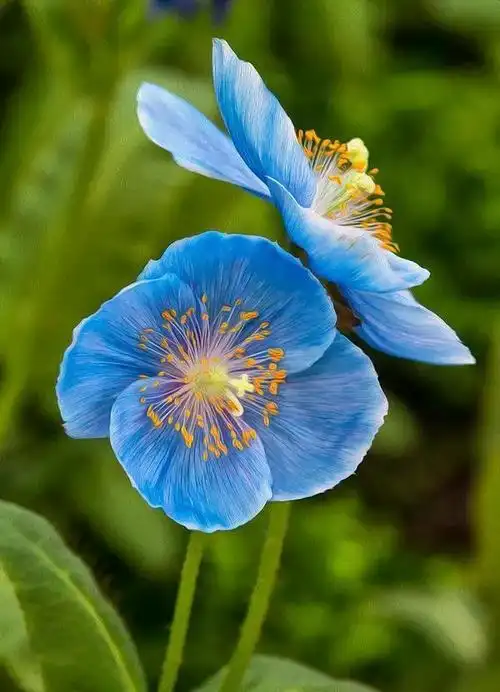 在自然的大花园里,植物开花的色彩艳丽缤纷,但唯独蓝色调的花最为稀有