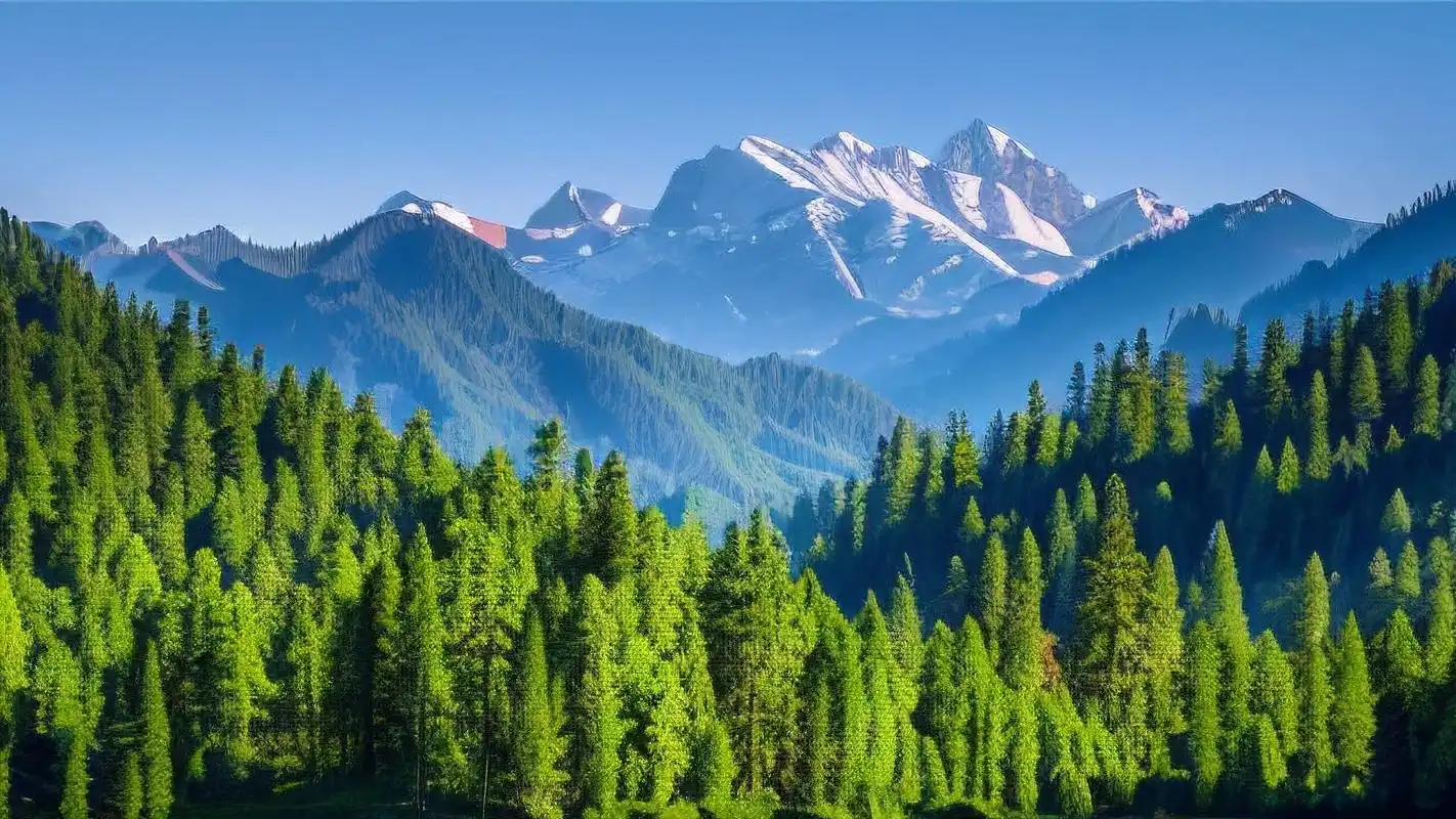 99森林风景背景图,美到窒息!95 走进这片秘境,仿佛置身童话世界!