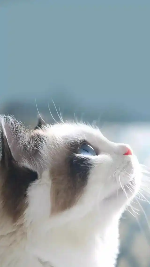 壁纸推荐|可爱的小猫咪