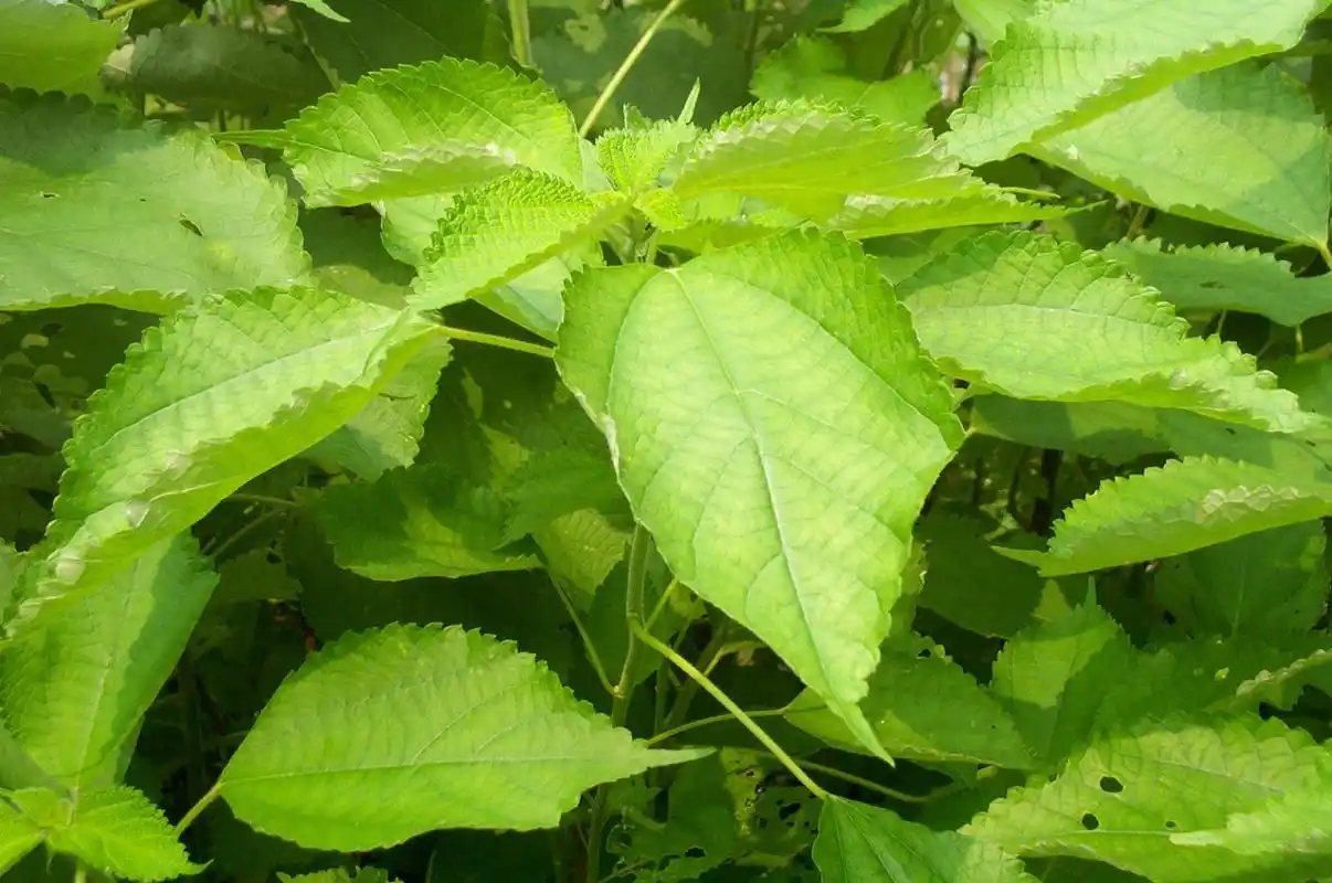 a target="_blank" href="/item/荨麻">荨麻 /a>科苎麻属亚灌木或