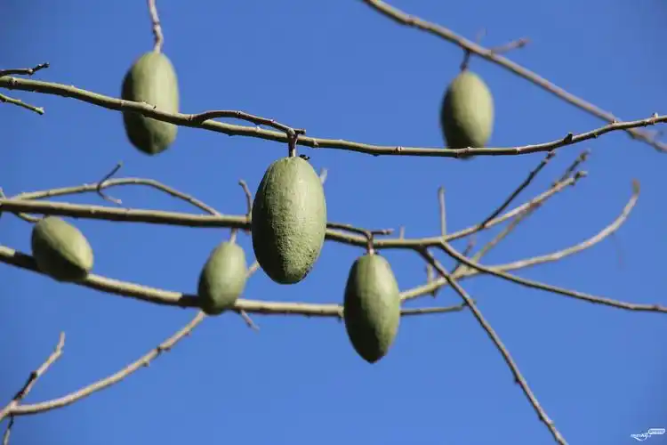 这异木棉果梅州大桥旁有湾下村瓜园凹也有更多