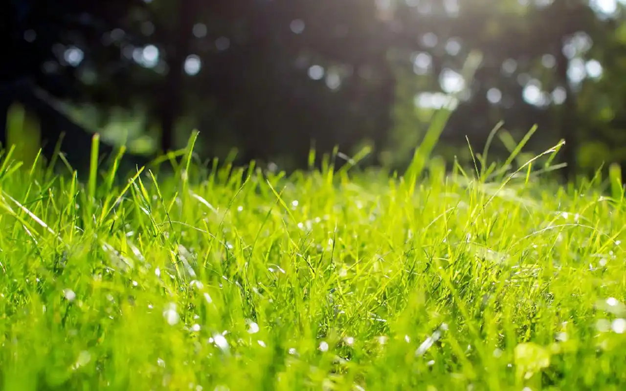超清护眼绿色植物图片桌面壁纸高清大图预览1920×1200_植物壁纸下载