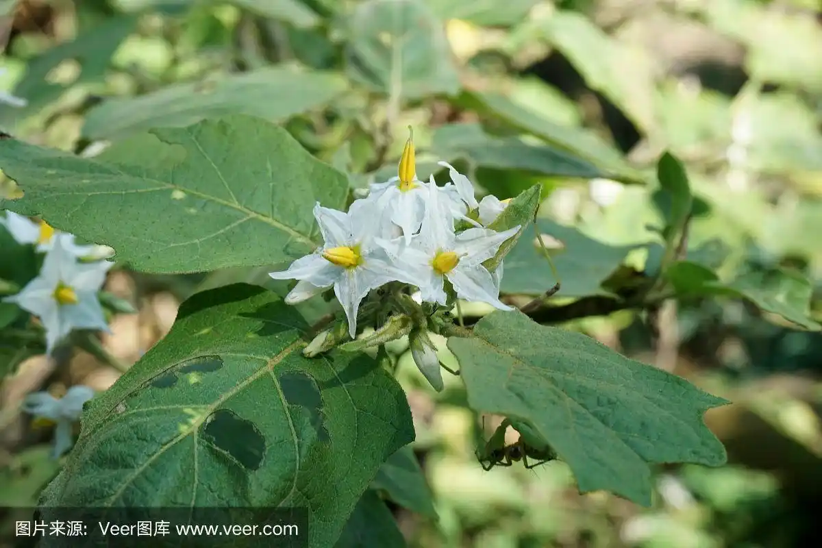 托鲁巴姆在自然花园中开花