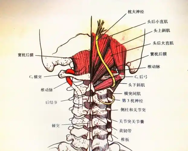 枕大神经性头痛 - 好大夫在线