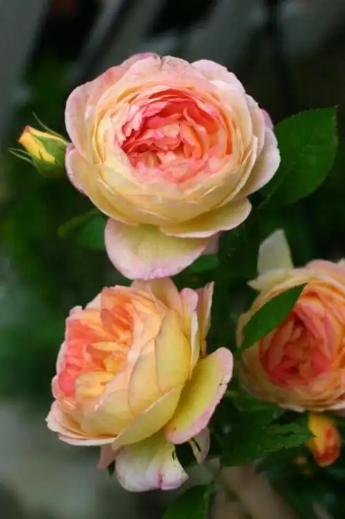 藤本月季罗曼尼.詹森 - 堆糖,美图壁纸兴趣社区