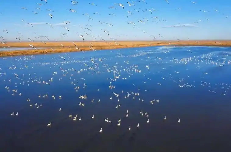 督察整改看成效丨提绿水青山颜值 增金山银山成色——天津市七里海