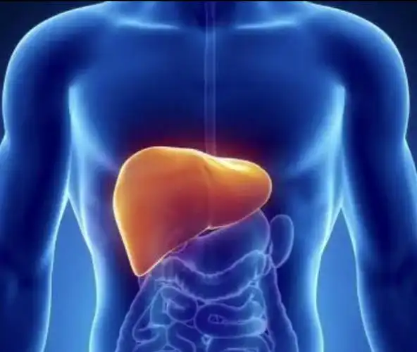 人体说明书了解肝脏