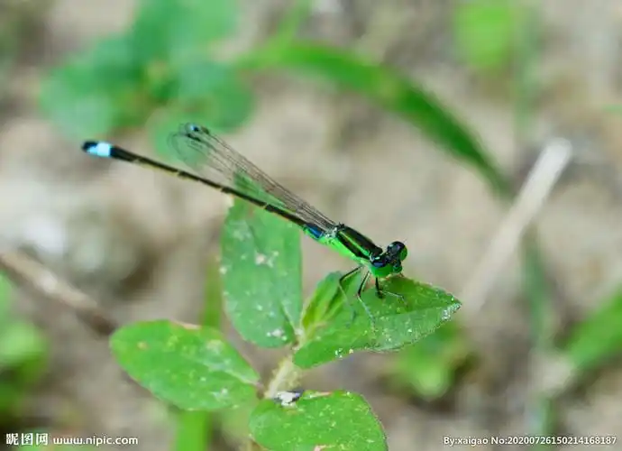 绿色小蜻蜓