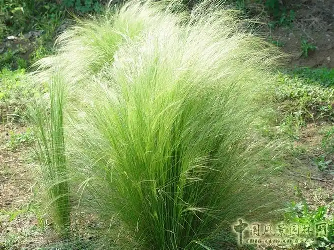 新优园林植物系列展示五极具野趣的观赏草