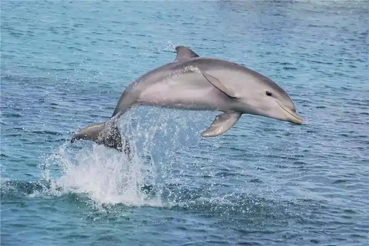 游客为合影自拍,将搁浅小海豚吓死了