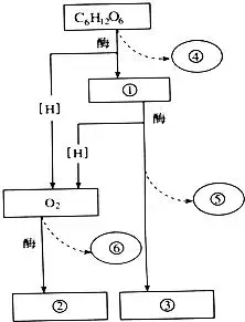 如图是有氧呼吸过程图解,请依图回答