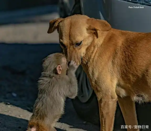 小猴子的妈妈竟是大黄狗!摄影师用照片道出背后催泪故事