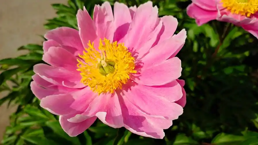 早上拍的家养芍药花手机屏保壁纸