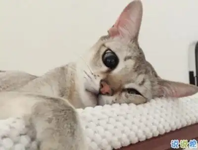 微信朋友圈晒宠物说说带图片 宠物说说可爱配图