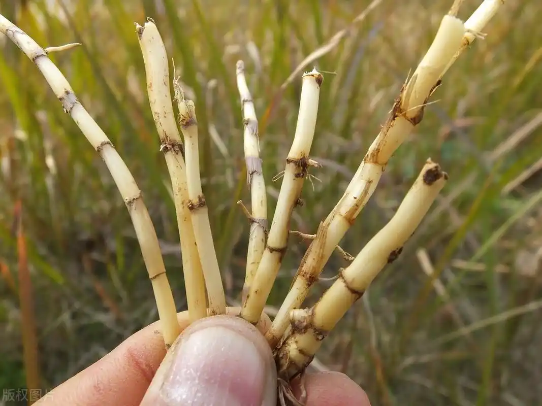 老农说地有余力不种茅草根