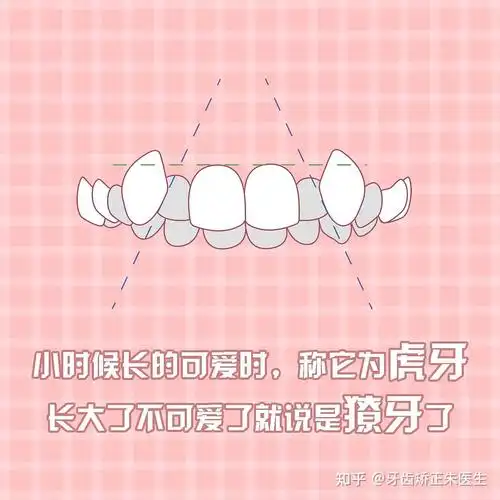 虎牙是怎么形成的