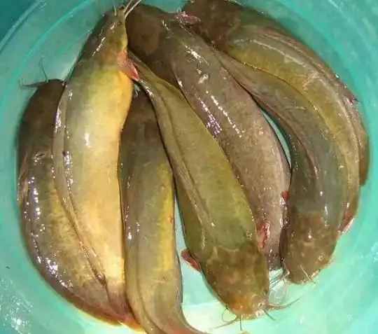 塘鲺的功效与作用_塘鲺适宜人群_塘鲺食物相克_塘鲺的选购技巧