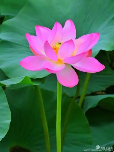 《今年最美的荷花在太平湖》