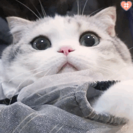 268_268gif 动态图 动图